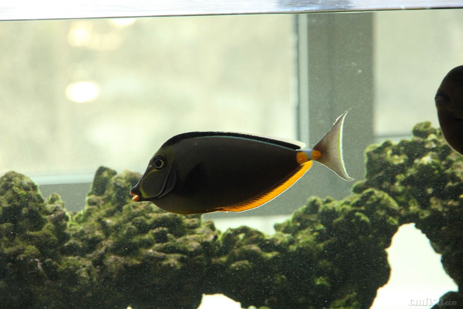 大天狗吊15 ,200_副本.jpg