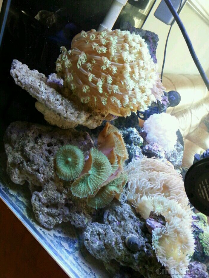 冒80,8个头绿菇一块80,荧光草皮一大块60,大绿奶嘴20,大尼罗河一个50