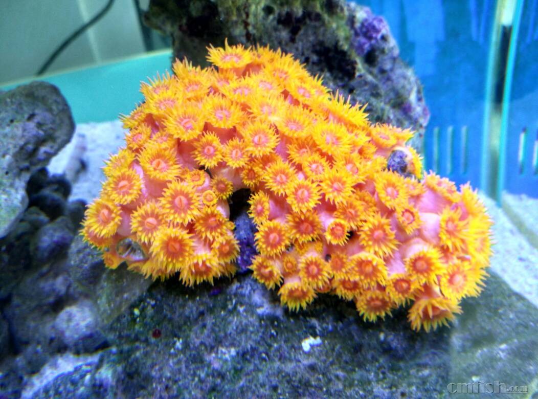 太阳花怎么晚上开. - 珊瑚软体- CMF海水论坛- 手机版- Powered by