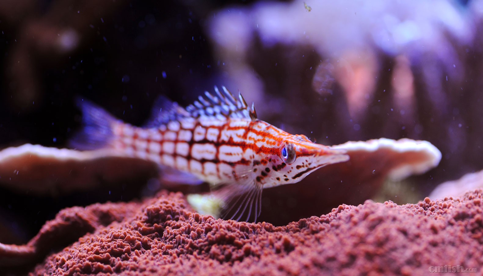 红头绿长枝  尖嘴红格,我们家叫小格格