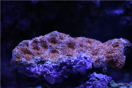 5, 橙绿双色菊石脑  20头以上  350