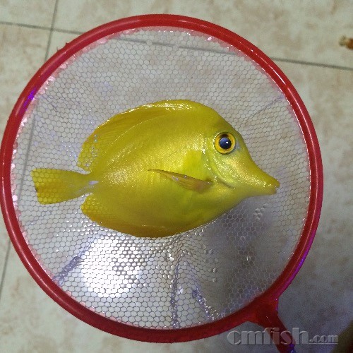 黄金吊猝死,求神探破案 - 海水观赏鱼 - cmf海友论坛 - powered by