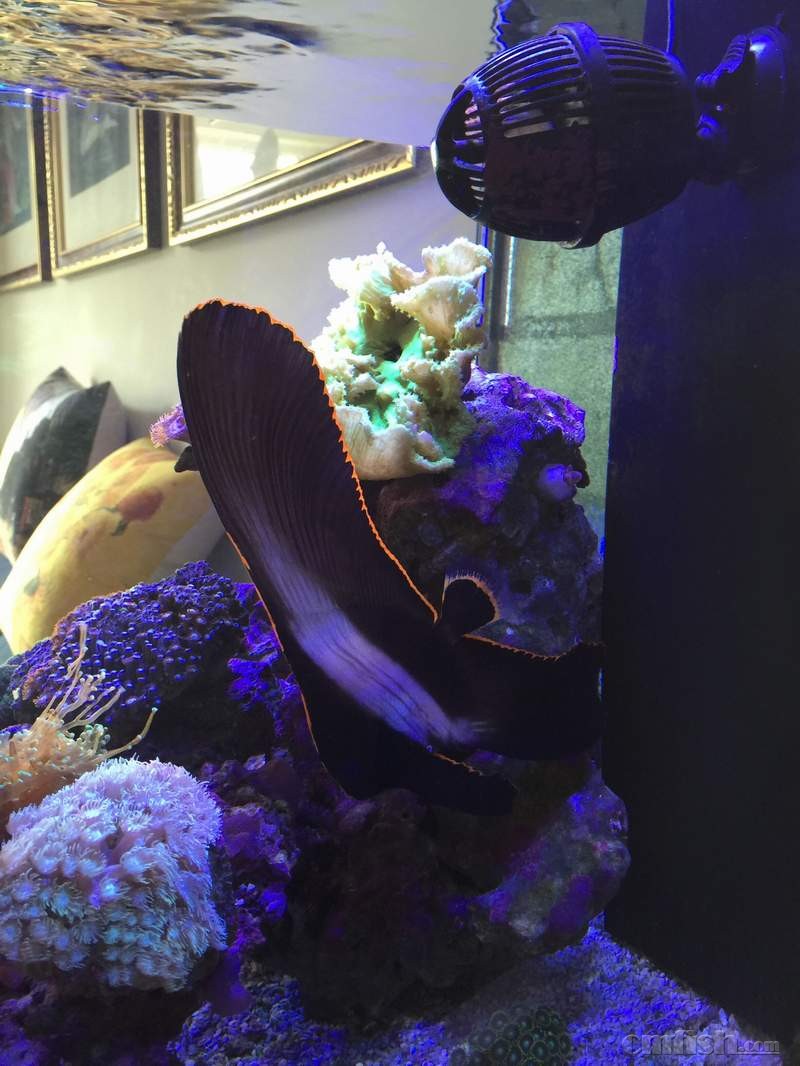 北京出售一条红边蝙蝠鱼.