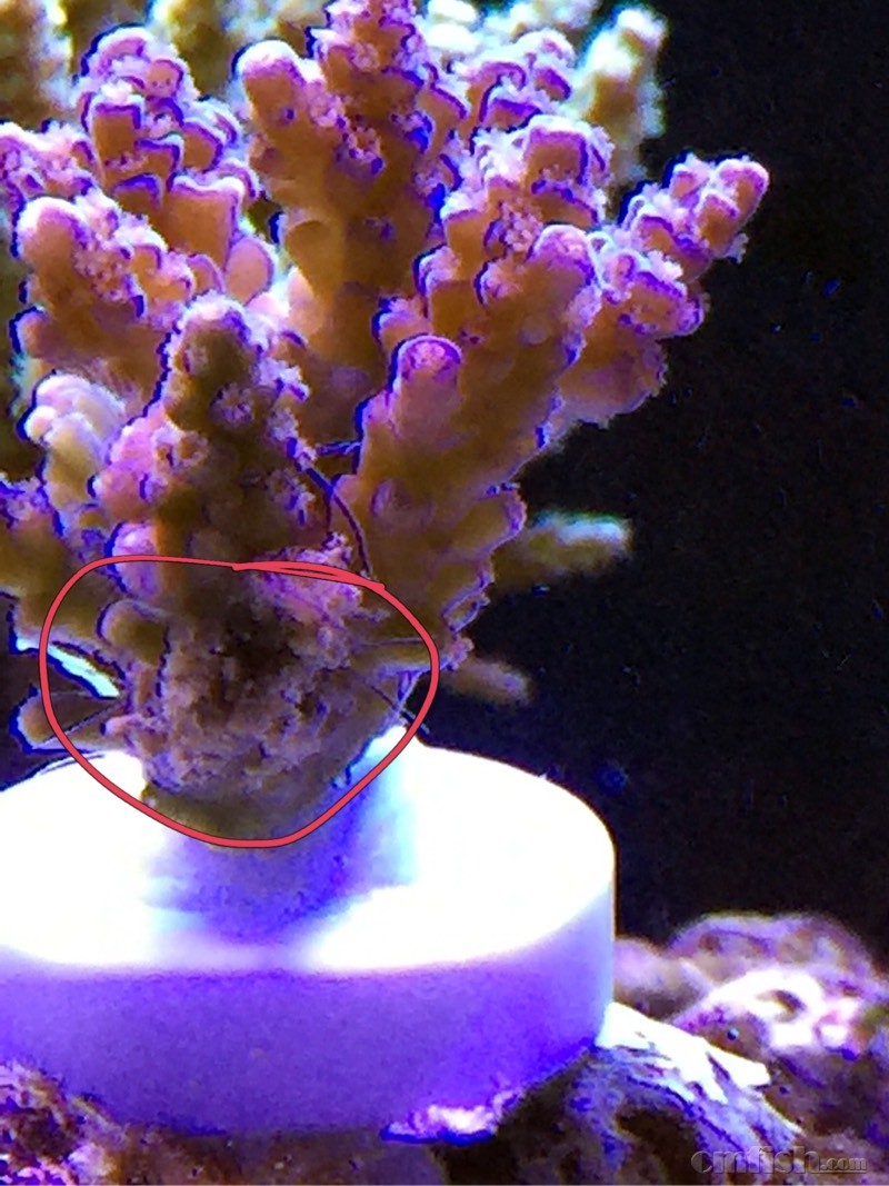 sps底下有被啃的痕迹,就像树木被虫子咬过的样子,一圈碎屑,无脱骨