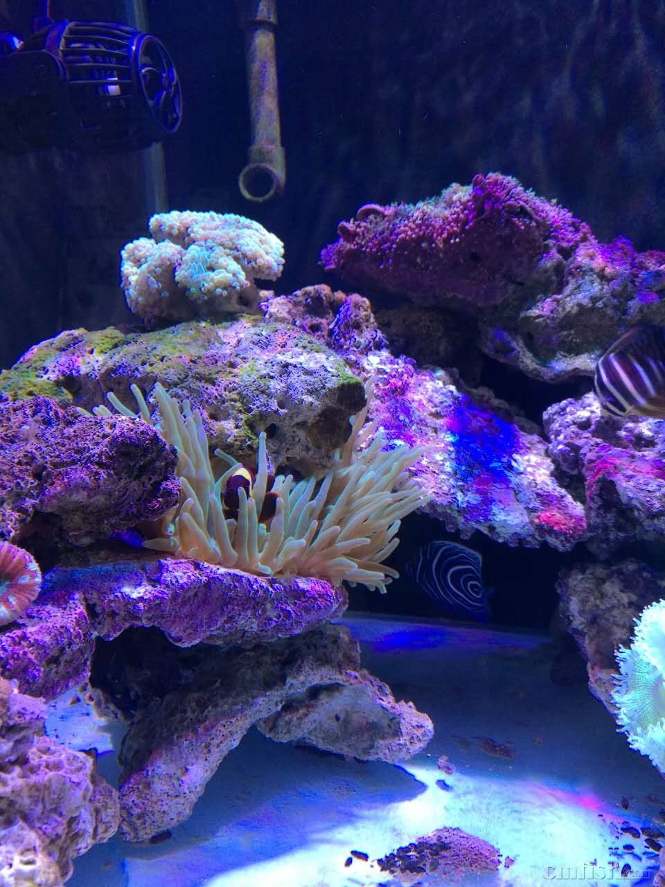 出金透红1只和它的家(大号绿奶嘴),金狐狸1只