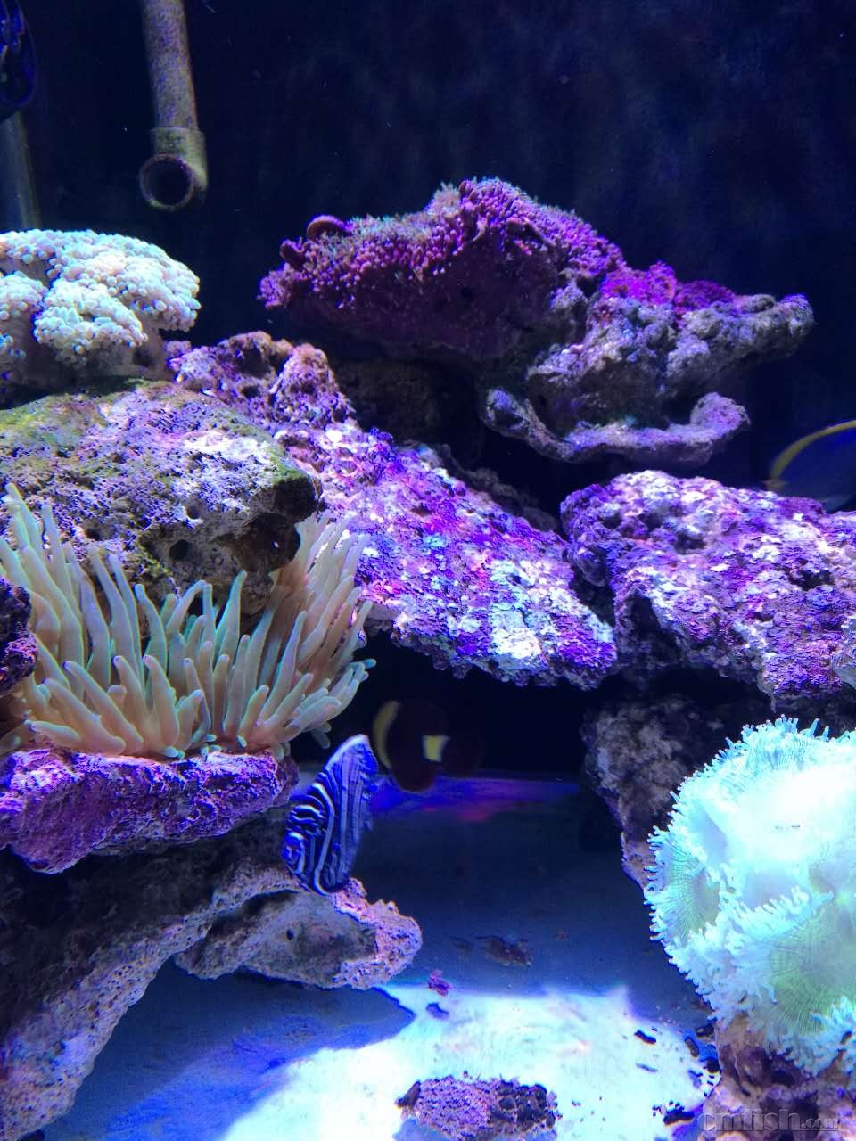 出金透红1只和它的家(大号绿奶嘴),金狐狸1只