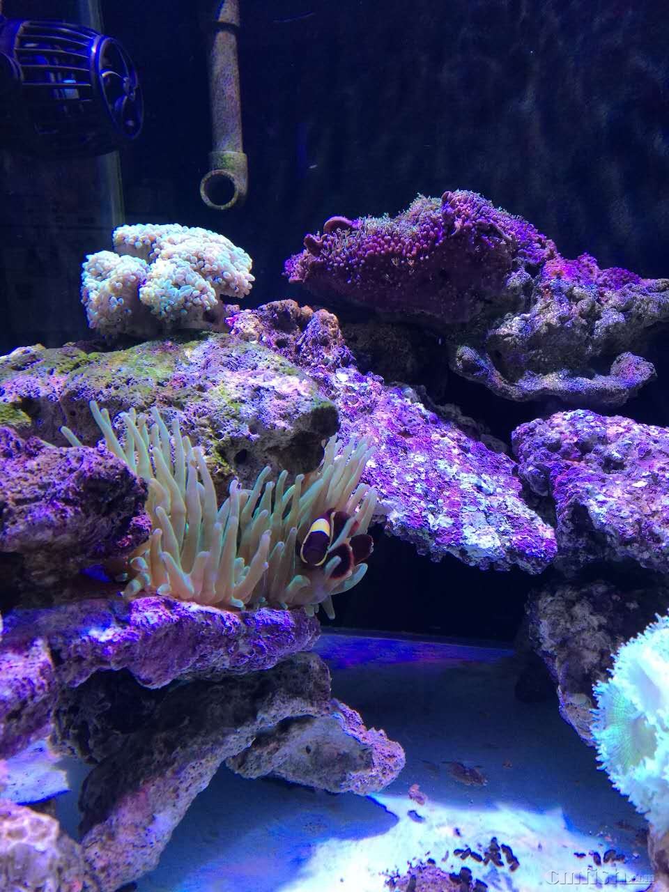 出金透红1只和它的家(大号绿奶嘴),金狐狸1只