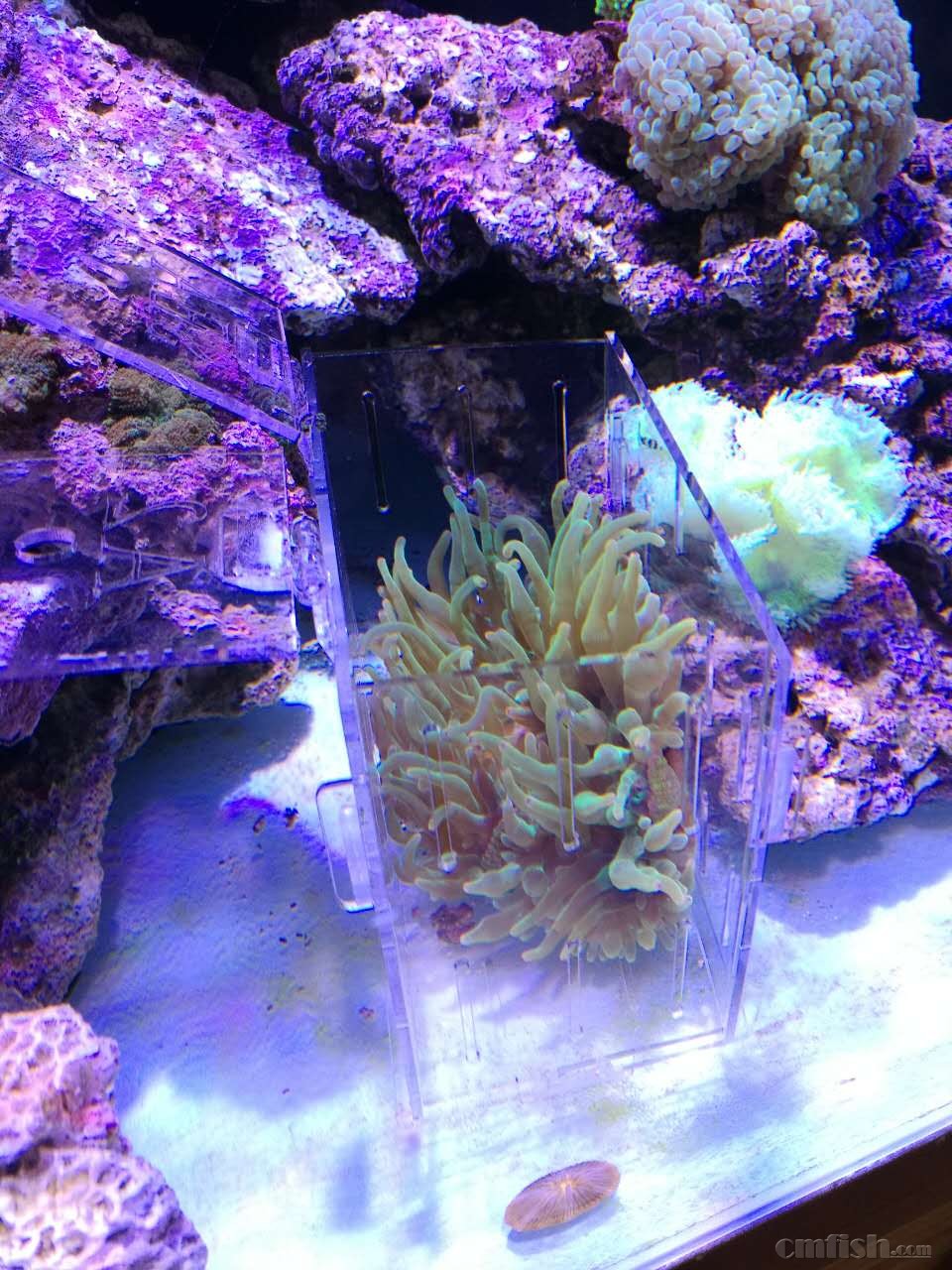 出金透红1只和它的家(大号绿奶嘴),金狐狸1只