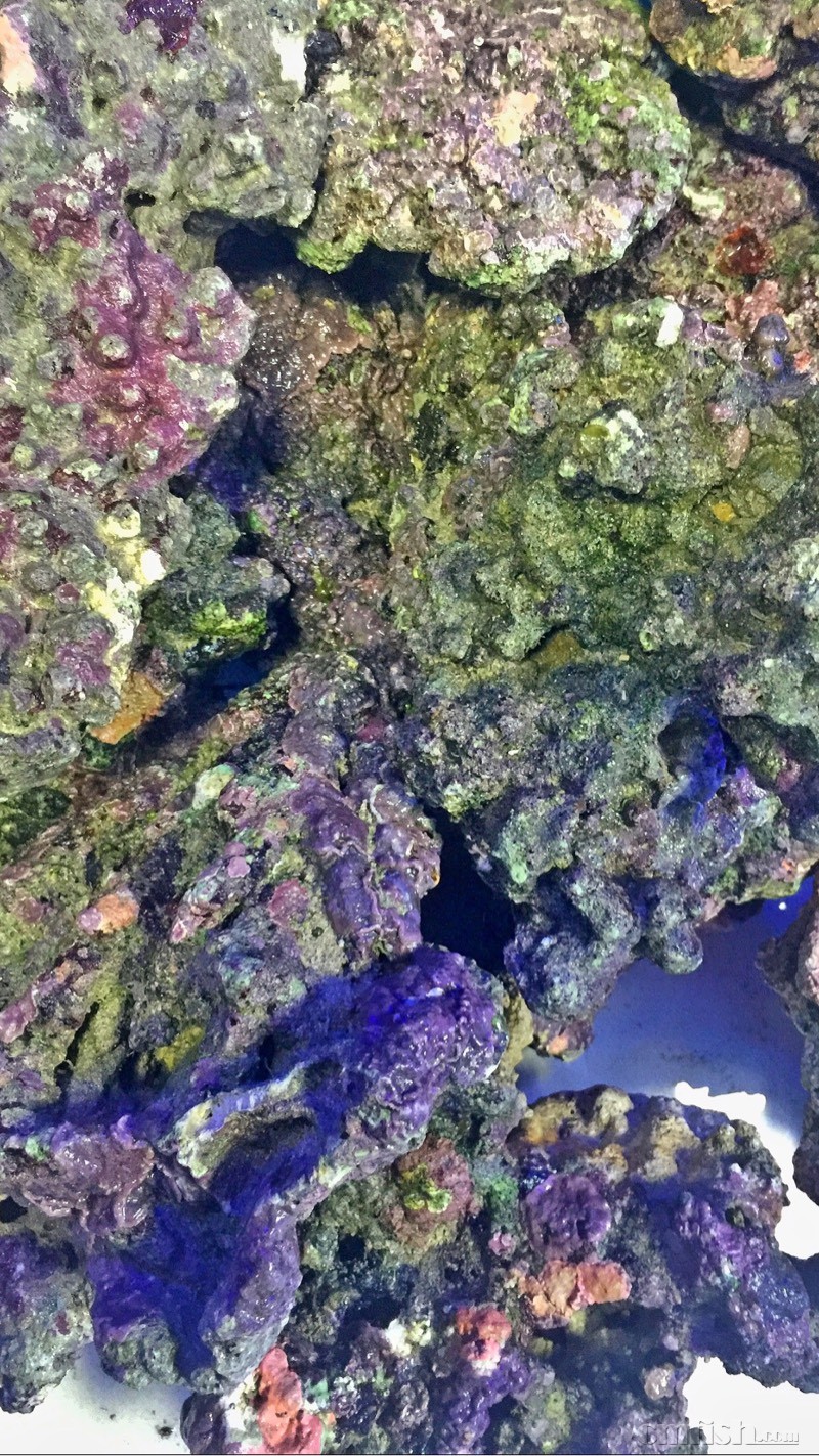 通知:新鲜采集的深水红钙活石3/8大量到货 欢迎选购18928815886