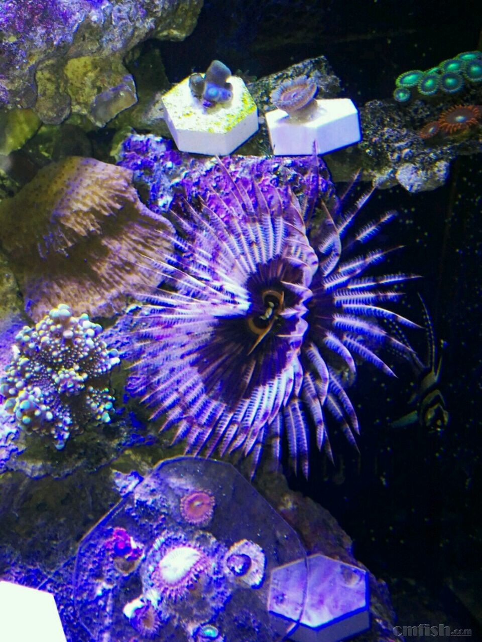 出大号羽毛管虫,收小号千手佛