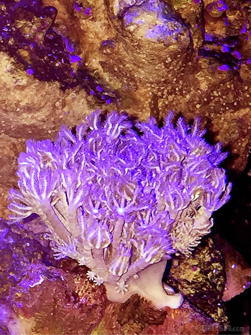 最美珊瑚之日本闪千手(日千,日闪) - lps珊瑚及软