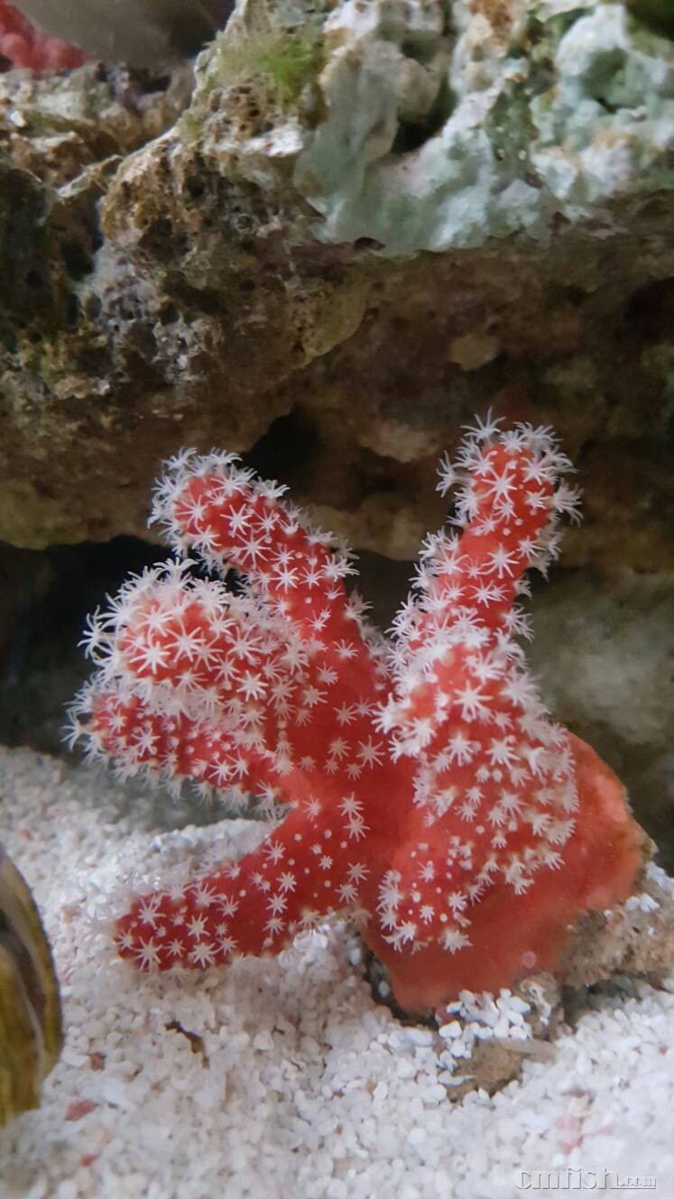 红手指珊瑚软体的那种,摆放位置