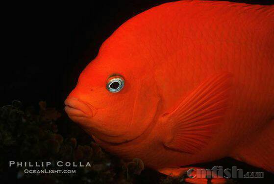 请教关于美国红雀(加州宝石)的饲养经验