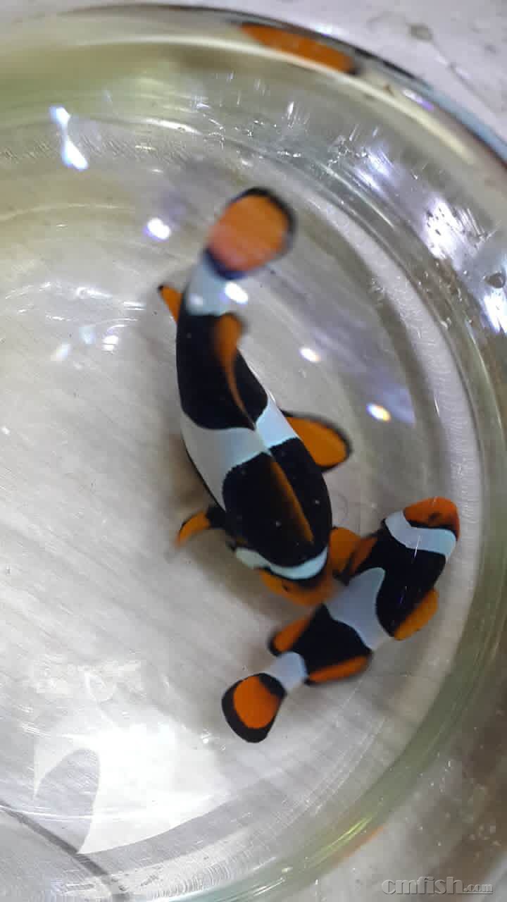 交流※ 69 东北地区 69 收黑背心毕加索   收全黑 黑背心小丑鱼