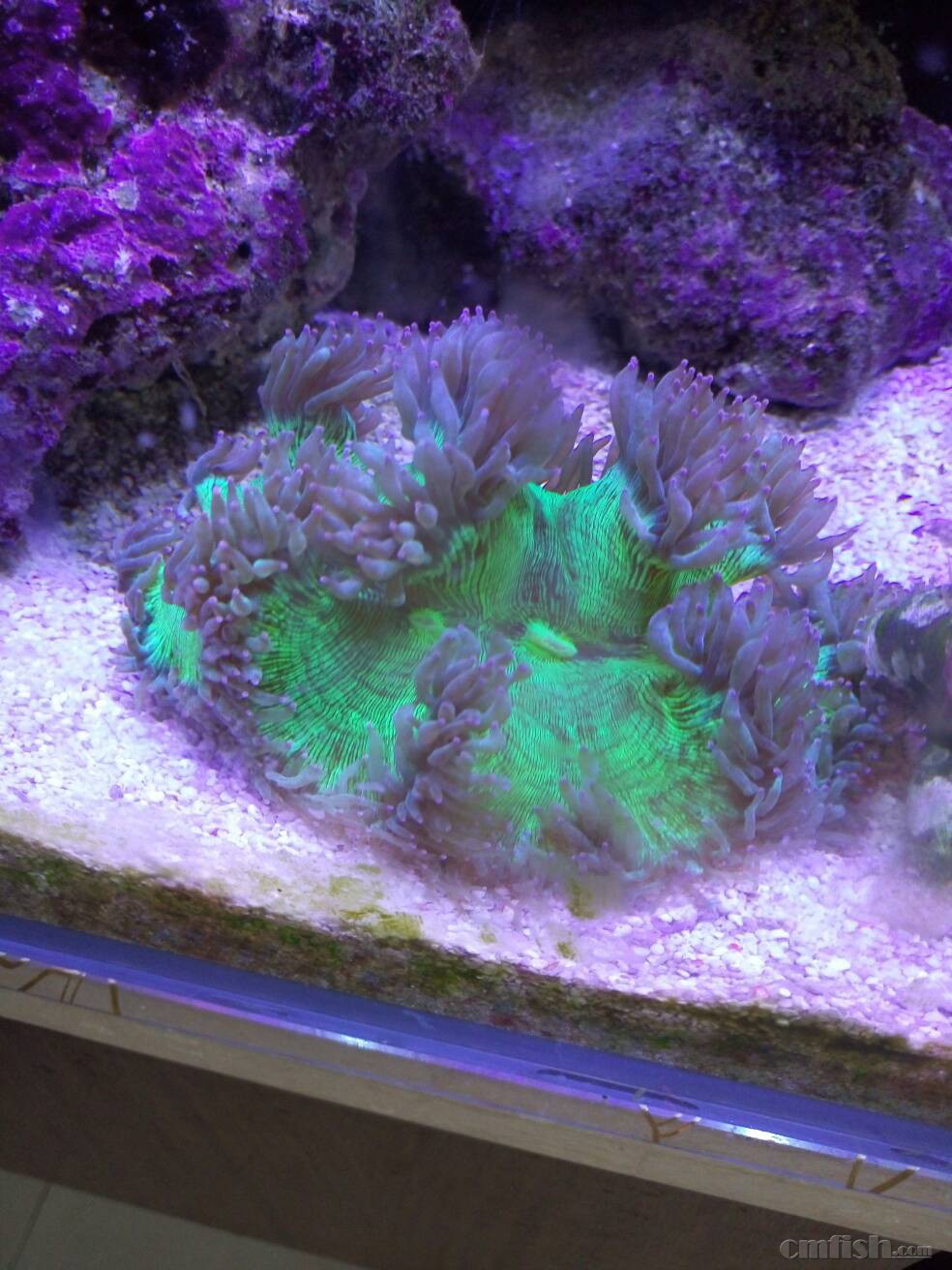 江苏常州上岸 出珊瑚 设备 鱼缸!