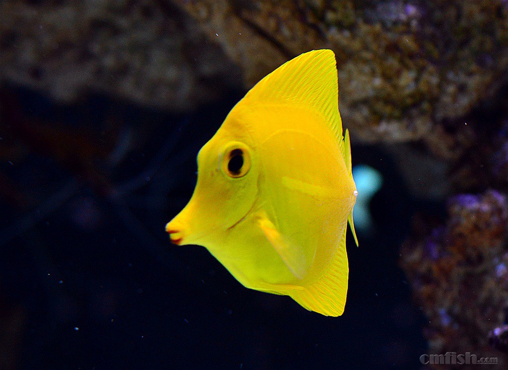 黄金吊最近换了个新唇彩