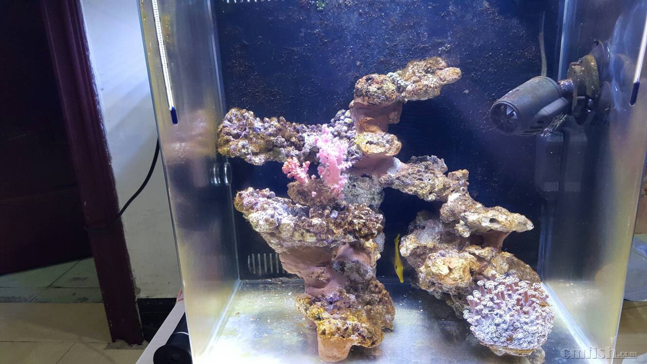 大家分享一下40背滤缸的造景吧