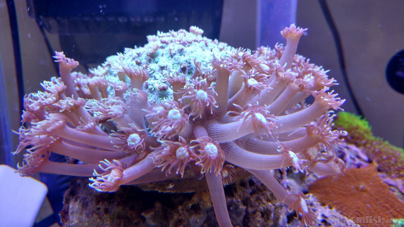 大神们帮我看看圆帽怎么不开了 - lps珊瑚及软体 - cmf海友论坛