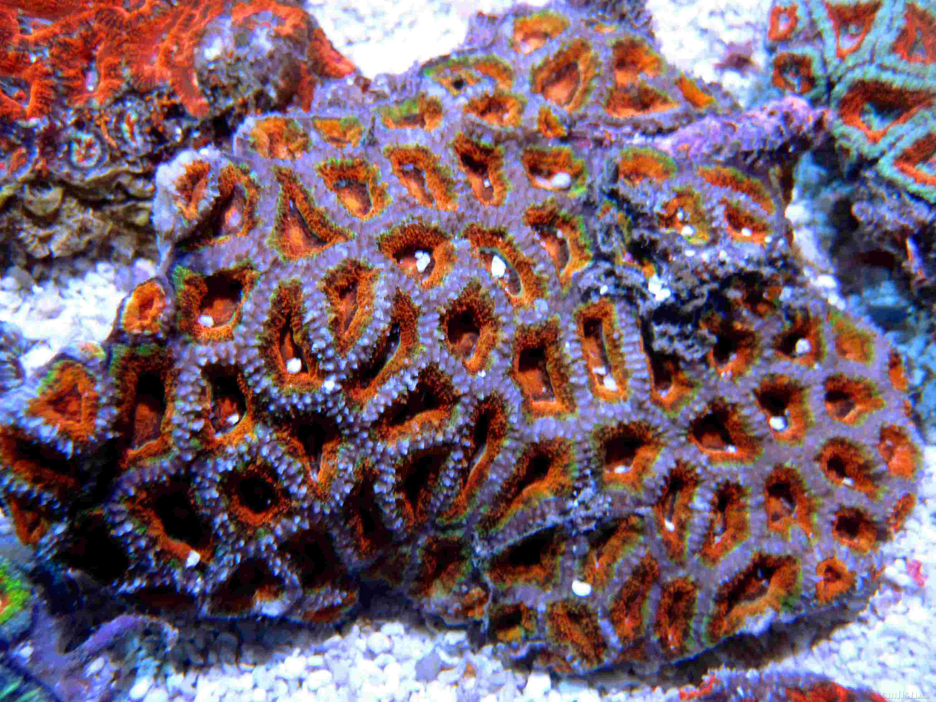 新到150块澳洲糖果脑欢迎前来挑选店内库存珊瑚数量太多无法单独照