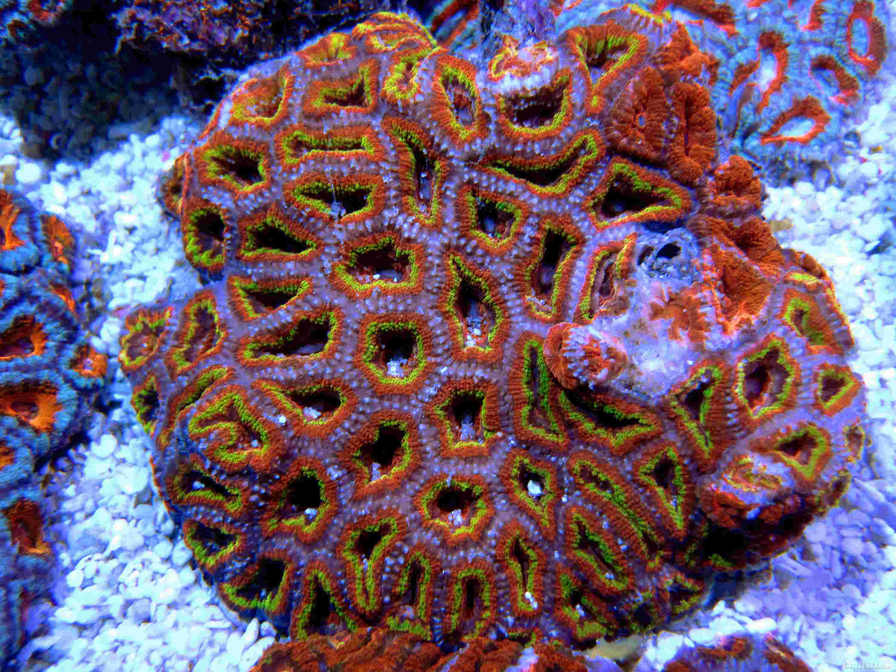 新到150块澳洲糖果脑欢迎前来挑选店内库存珊瑚数量太多无法单独照