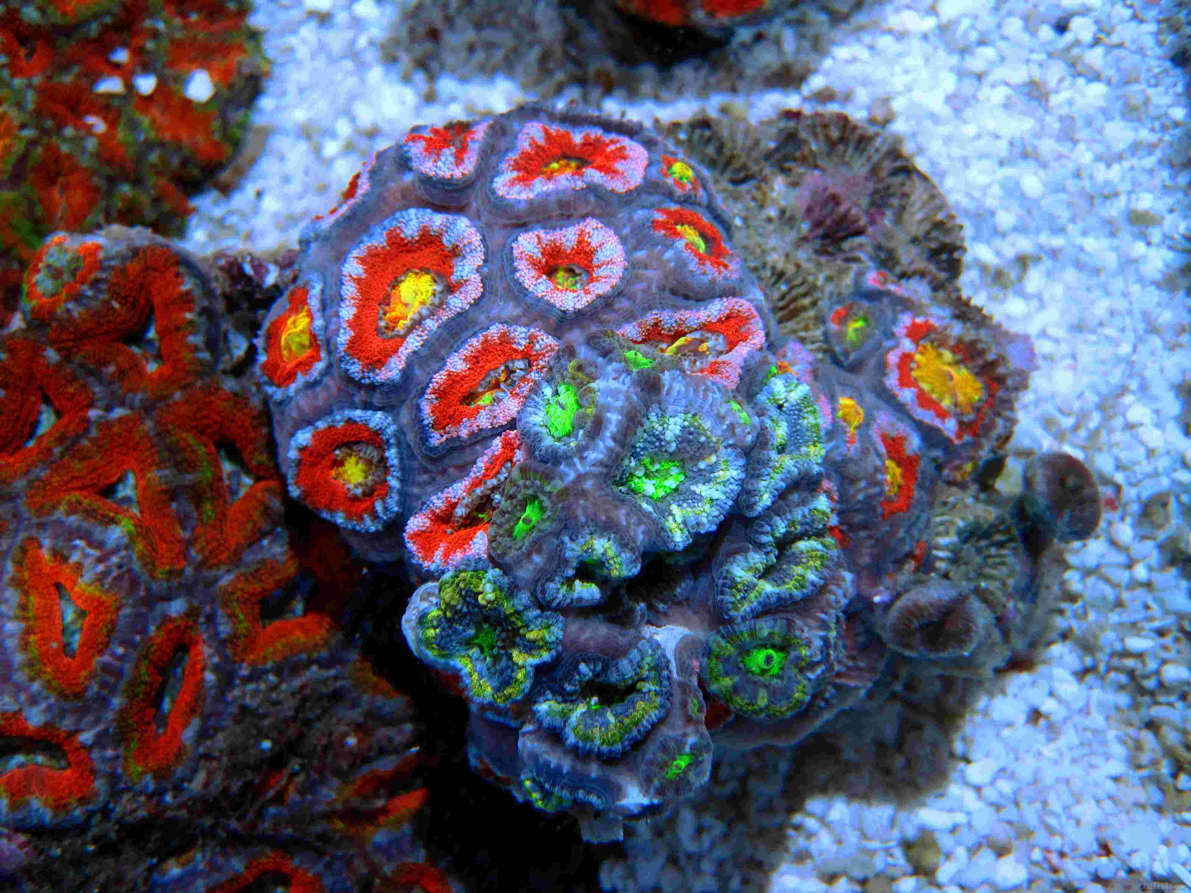 新到150块澳洲糖果脑欢迎前来挑选店内库存珊瑚数量太多无法单独照