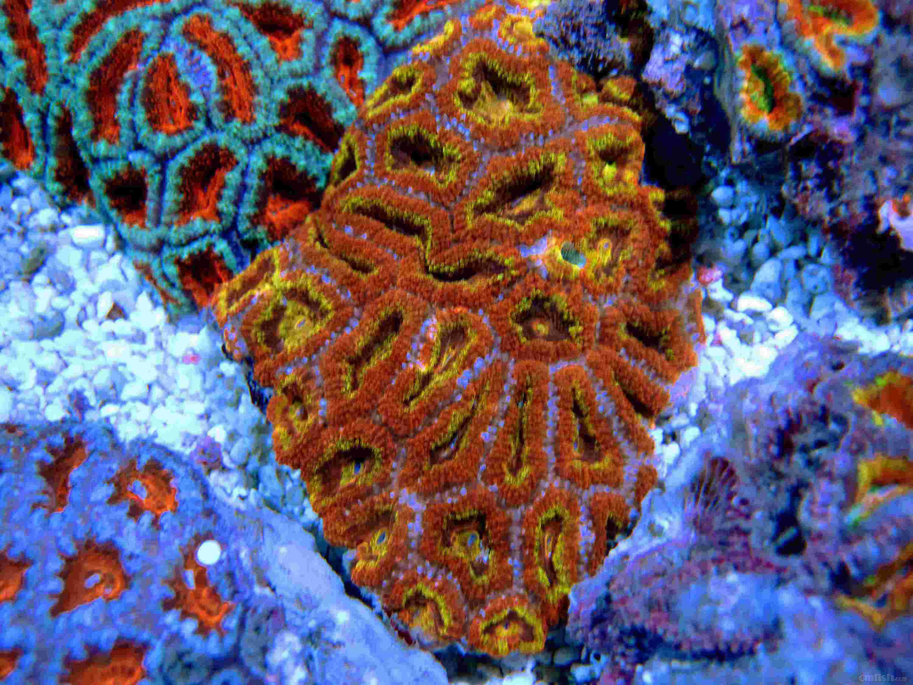 新到150块澳洲糖果脑欢迎前来挑选店内库存珊瑚数量太多无法单独照