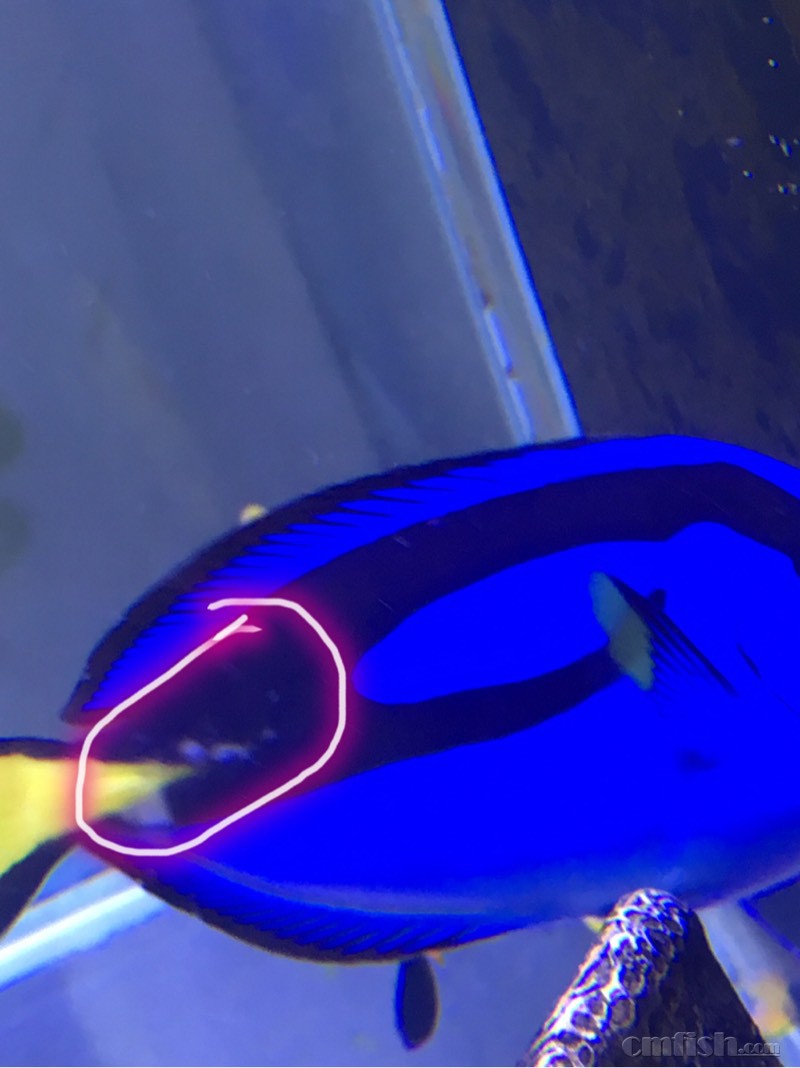 求教- 疾病sos - cmf海友论坛 - powered by discuz!