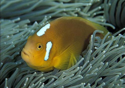 海水鱼汇总-小丑鱼