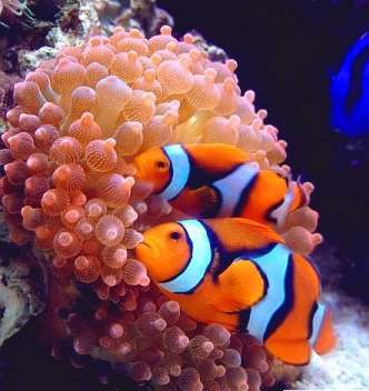 海水鱼汇总-小丑鱼