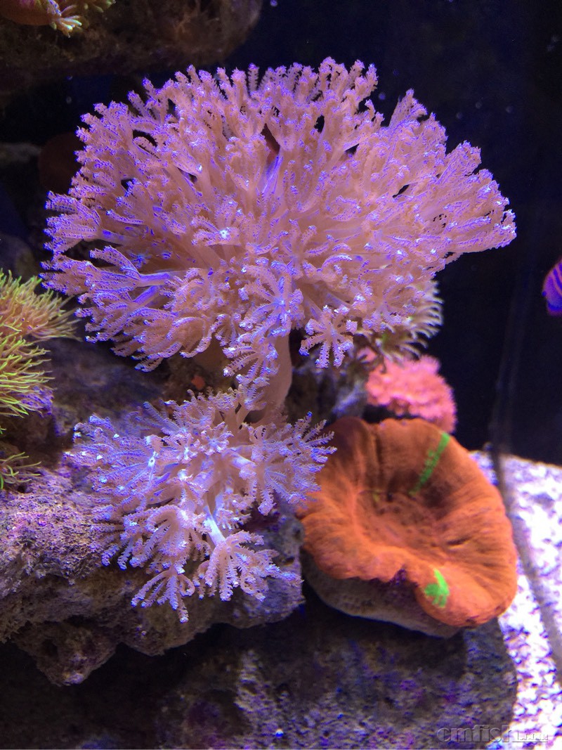 日本闪千手 懂得进来聊聊 - lps珊瑚及软体 - cmf海友论坛 - powered