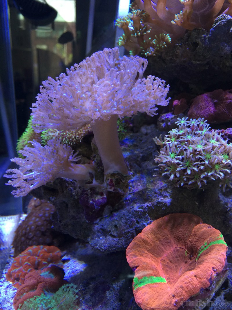 珊瑚 楽天市場】【天然石 ペンダントトップ 大粒】珊瑚 化石