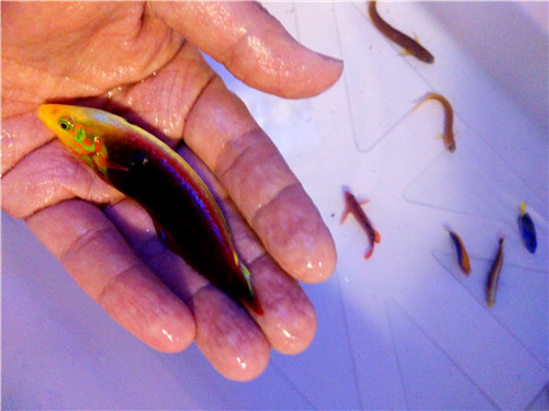 黄金吊150,澳洲饼干海星,鸡心吊,烈焰龙.鱼乐园店内部分现货