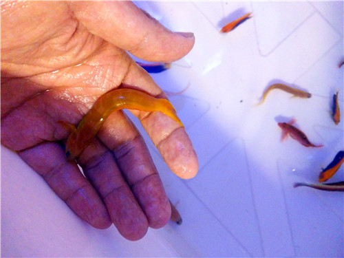 黄金吊150,澳洲饼干海星,鸡心吊,烈焰龙.鱼乐园店内部分现货