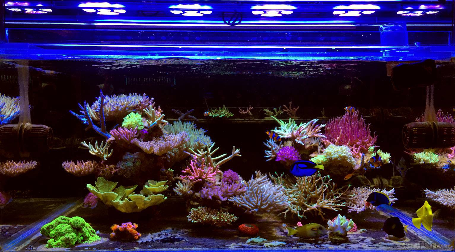 一年多ats系统sps美缸(led t5)