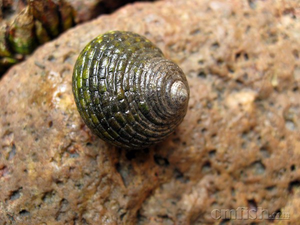 食藻螺专题麻烦的清洁工单齿螺