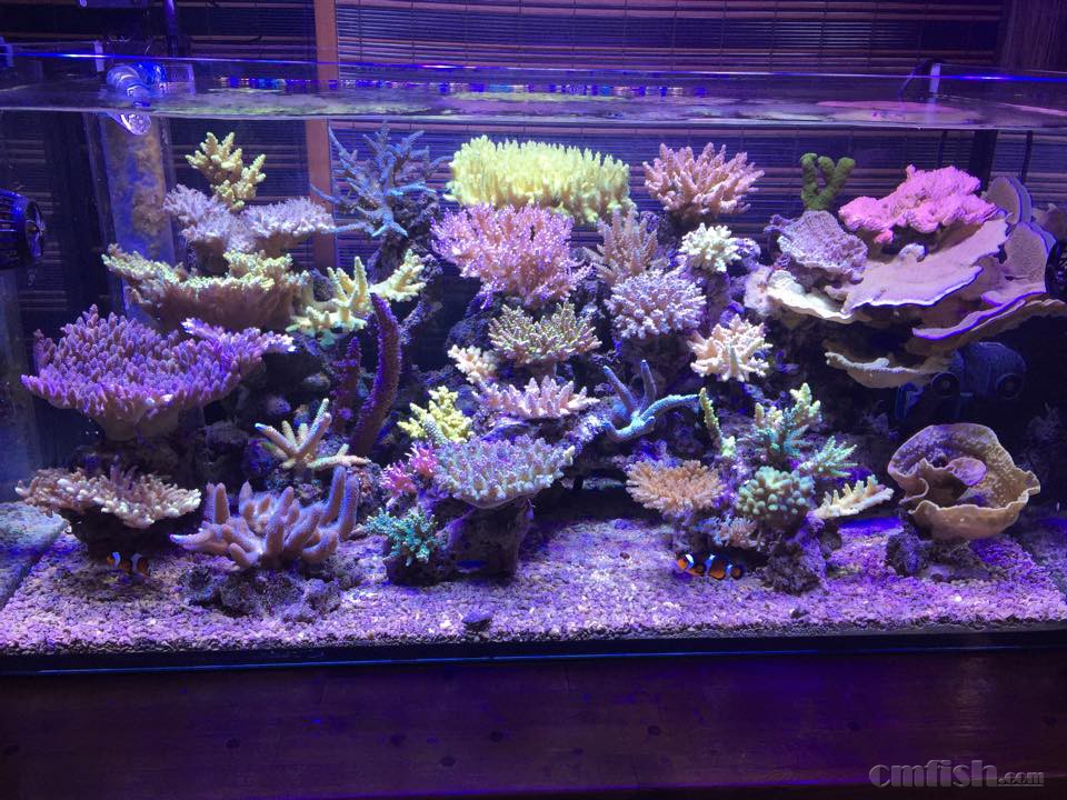 sps缸, 这真的太吸引