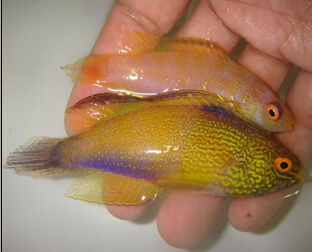 夏威夷金丝雀-对 - 副本.jpg