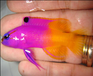 美国鬼王 - 副本.jpg