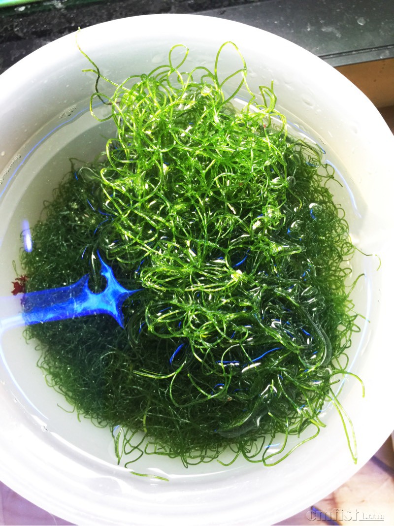 望京有人要钢丝藻吗附赠一只伪装蟹