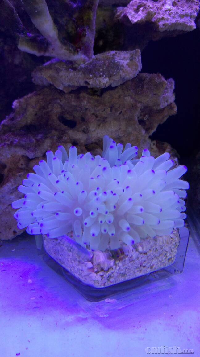 请问这个是什么珊瑚