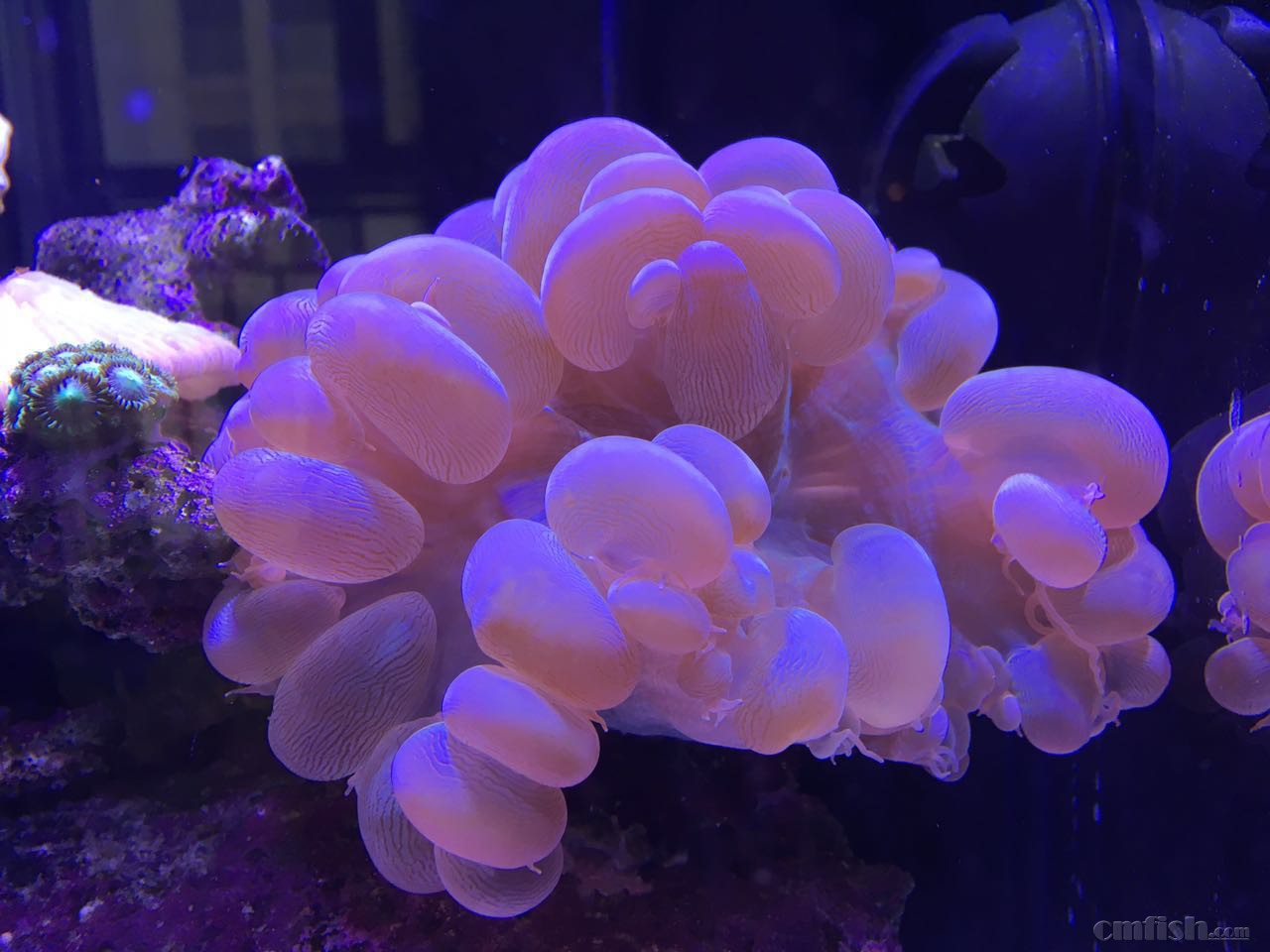 出大气泡,正海星, 收透红小丑.