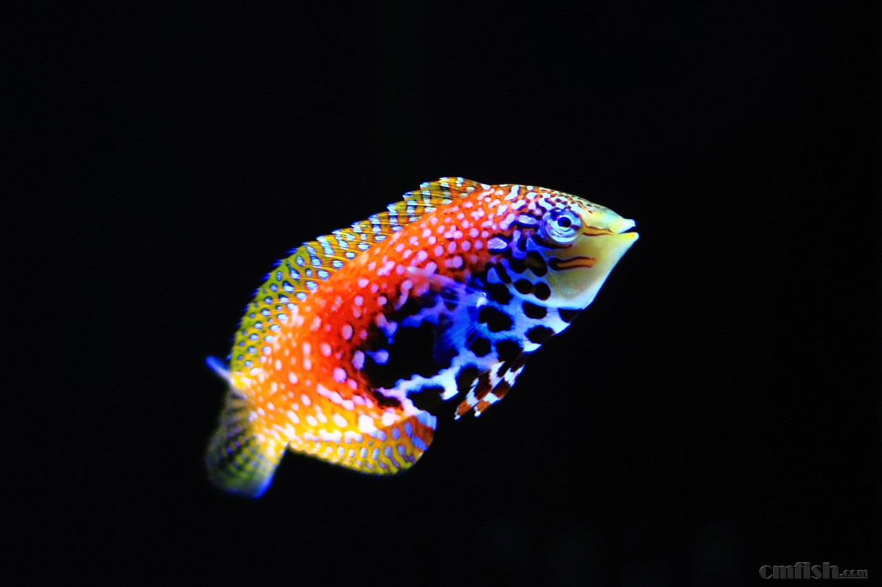 东非豹纹龙,终于买到了 - 海水观赏鱼 - cmf海友论坛 - powered by