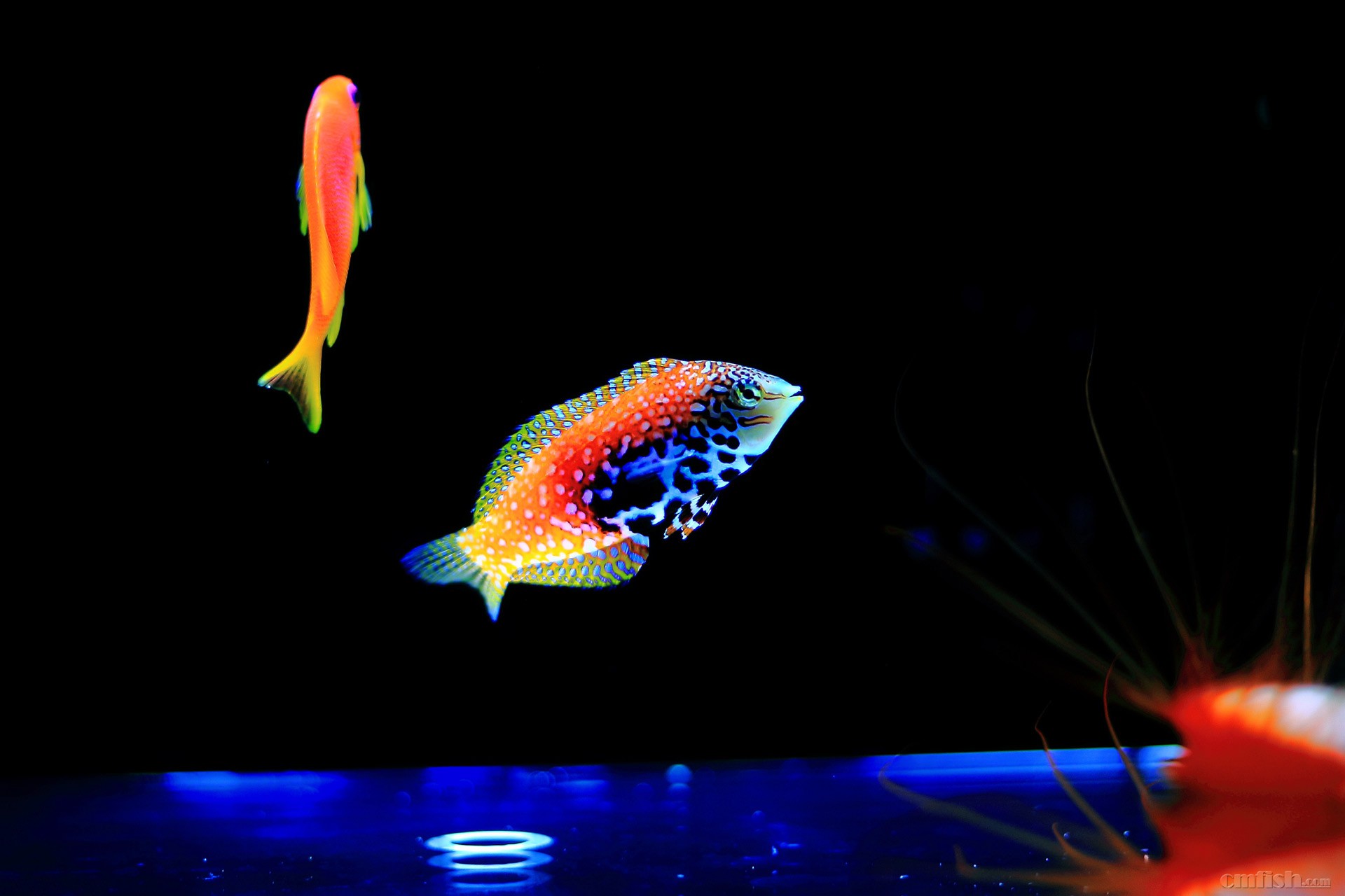 东非豹纹龙,终于买到了 - 海水观赏鱼 - cmf海友论坛 - powered by