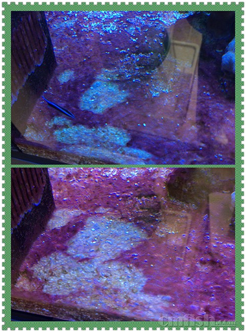 现在我停了蛋分5天,每天加大喂食,每3天添加1ml的tm硝化细菌和0