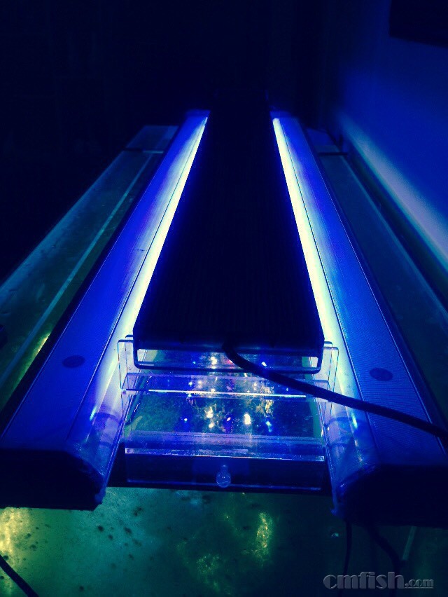 爆藻十七天,又加了灯,心急啊