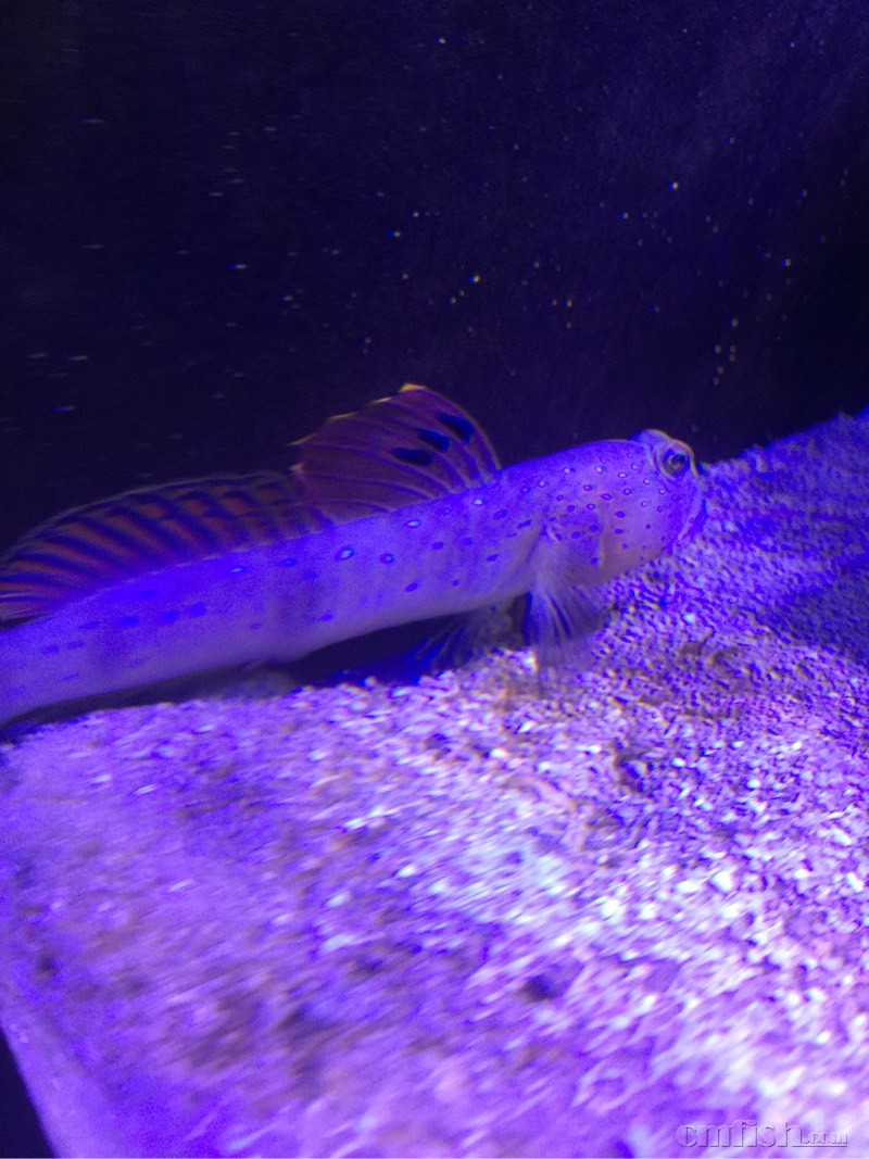 蓝点虾虎吃什么