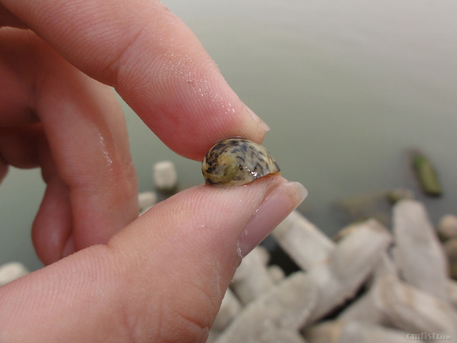 食藻螺专题-----比单齿螺还麻烦的"清洁工":齿纹蜒螺