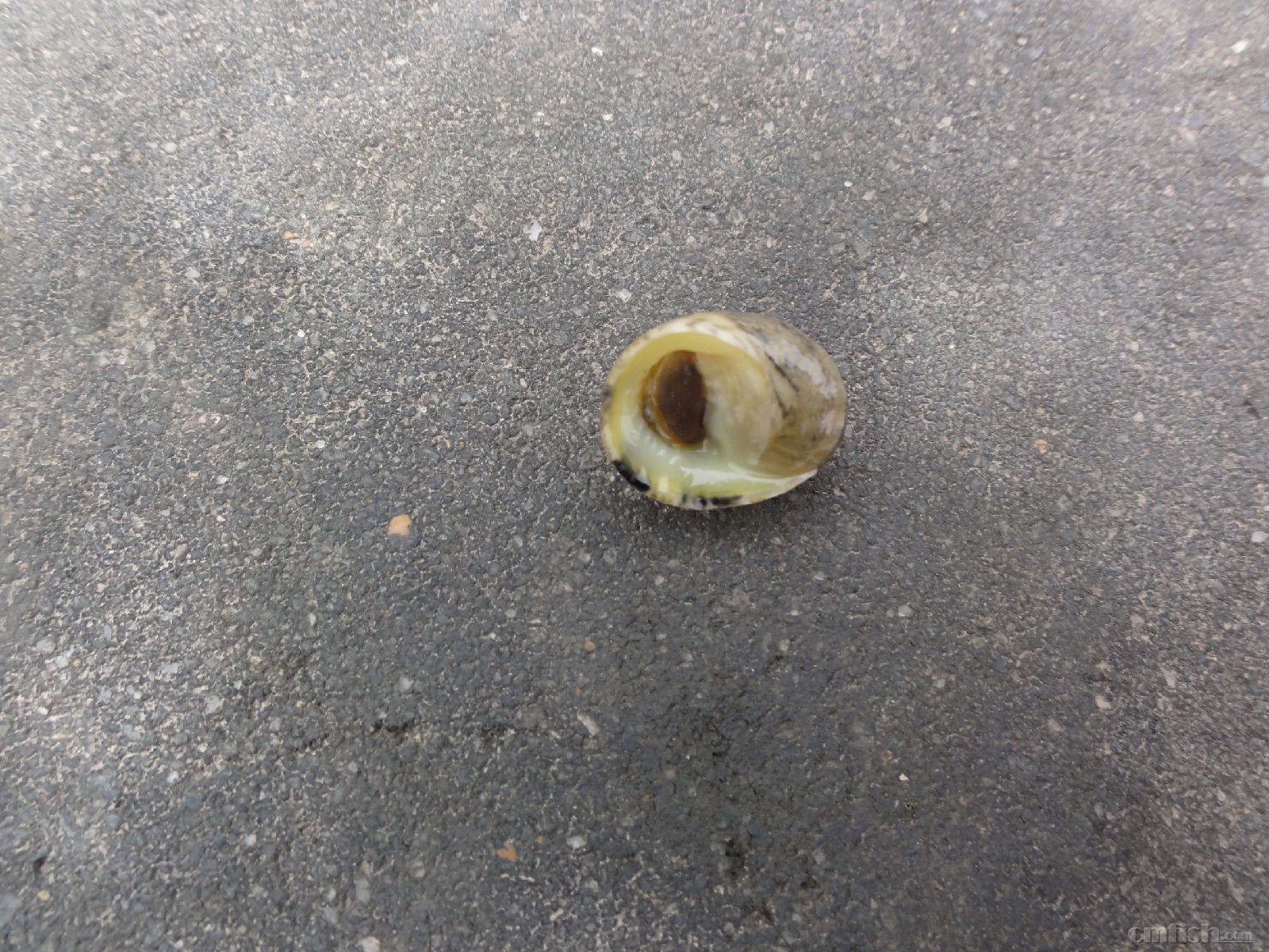 食藻螺专题-----比单齿螺还麻烦的"清洁工":齿纹蜒螺 - 无脊椎动物