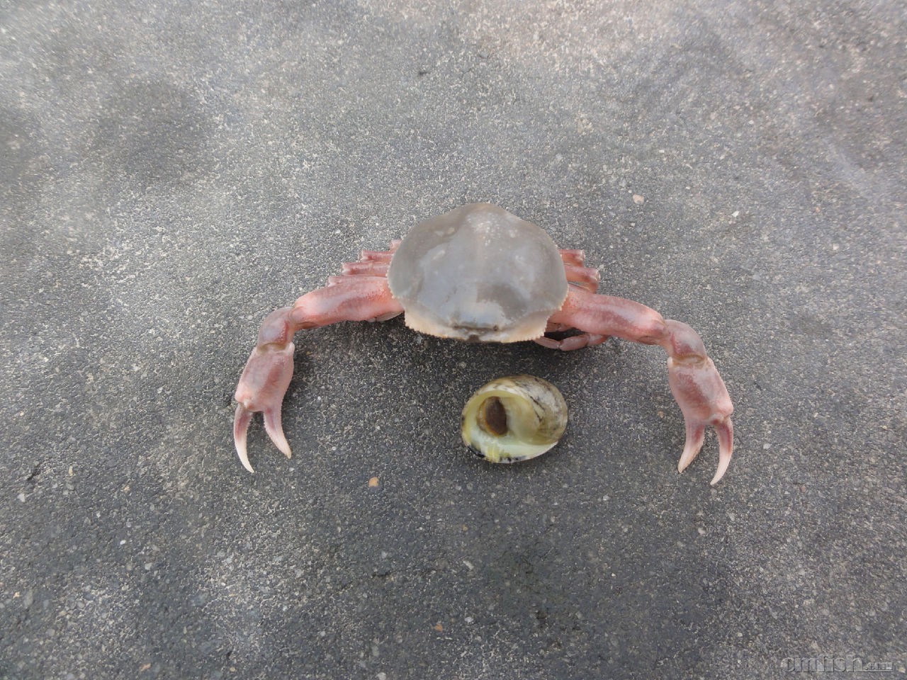 食藻螺专题-----比单齿螺还麻烦的"清洁工":齿纹蜒螺 - 无脊椎动物