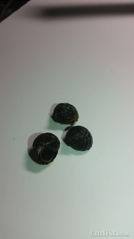 食藻螺专题-----最大的麻烦制造者;短滨螺